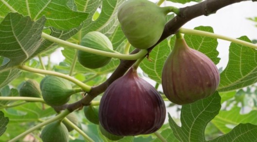 Fig tree